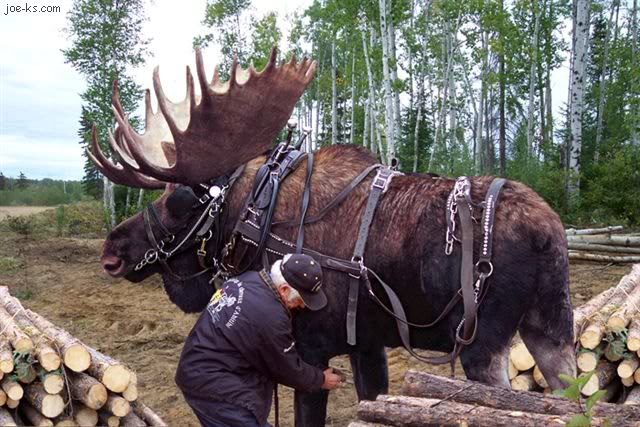 Moose, Bullyland Deluxe Woodland Animals by Kikimalou Logging_Moose