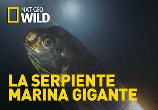 La serpiente marina gigante - NatGeo [2015] [HDTV 1080p] [Castellano]  Jvbi_Sq_Cl