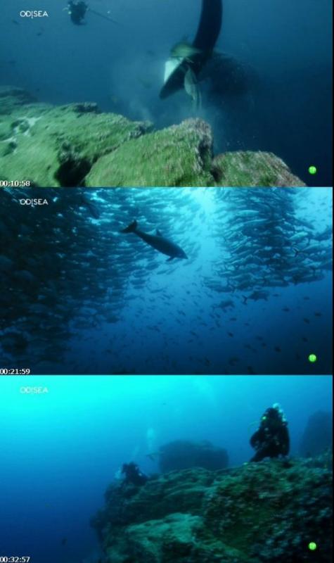 Galápagos, el reino de los tiburones gigantes [2013] [HDTV 1080p] [Castellano]  By_Blade_44