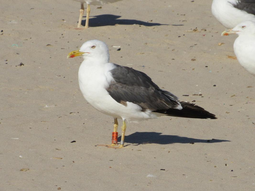 Larus fuscus - anilhas laranjas - França (Matthieu Fortin / Bretagne Vivante) - Página 3 IMG_4658