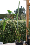 Musa yunnanensis DSC_0114