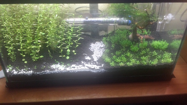 Mi primer acuario 2013_10_28_16_56_35