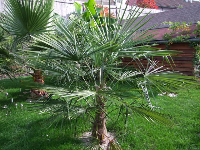 Trachycarpus fortunei  - Stránka 9 DSCF2856