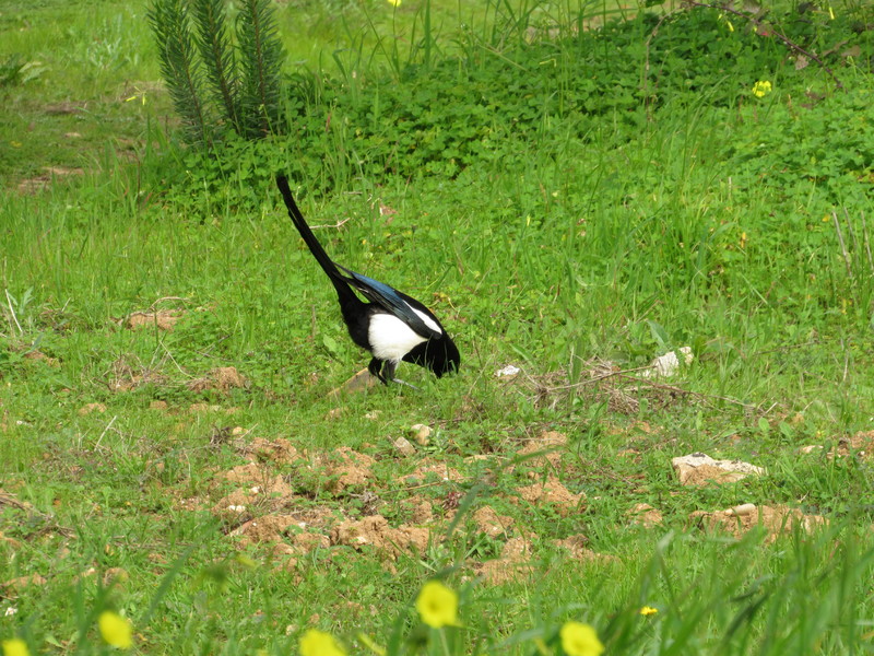 É pá, tá aqui qualquer coisa… IMG_1242