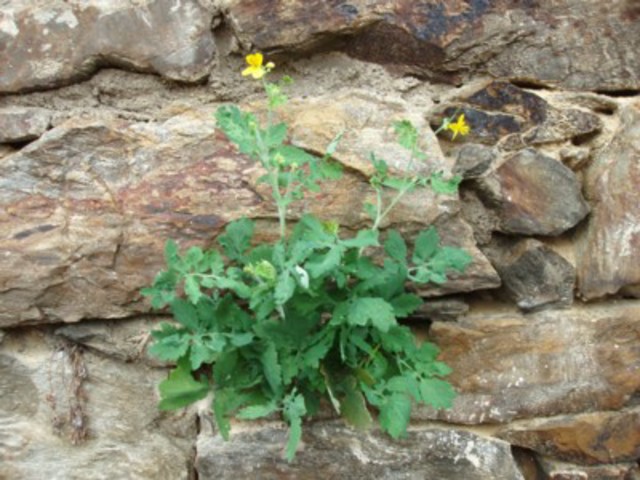 sauvages de ma rue Plante_fleurs_jaunes_dans_le_mur