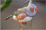 mandarin - Diamante Mandarin Cabeza azul DM_Azul