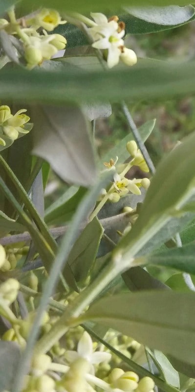 El "empeltre" empieza a abrir la flor. 20170522