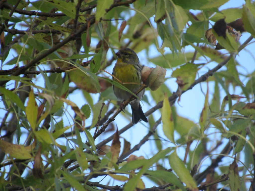 Chamariz (Serinus serinus) IMG_1432