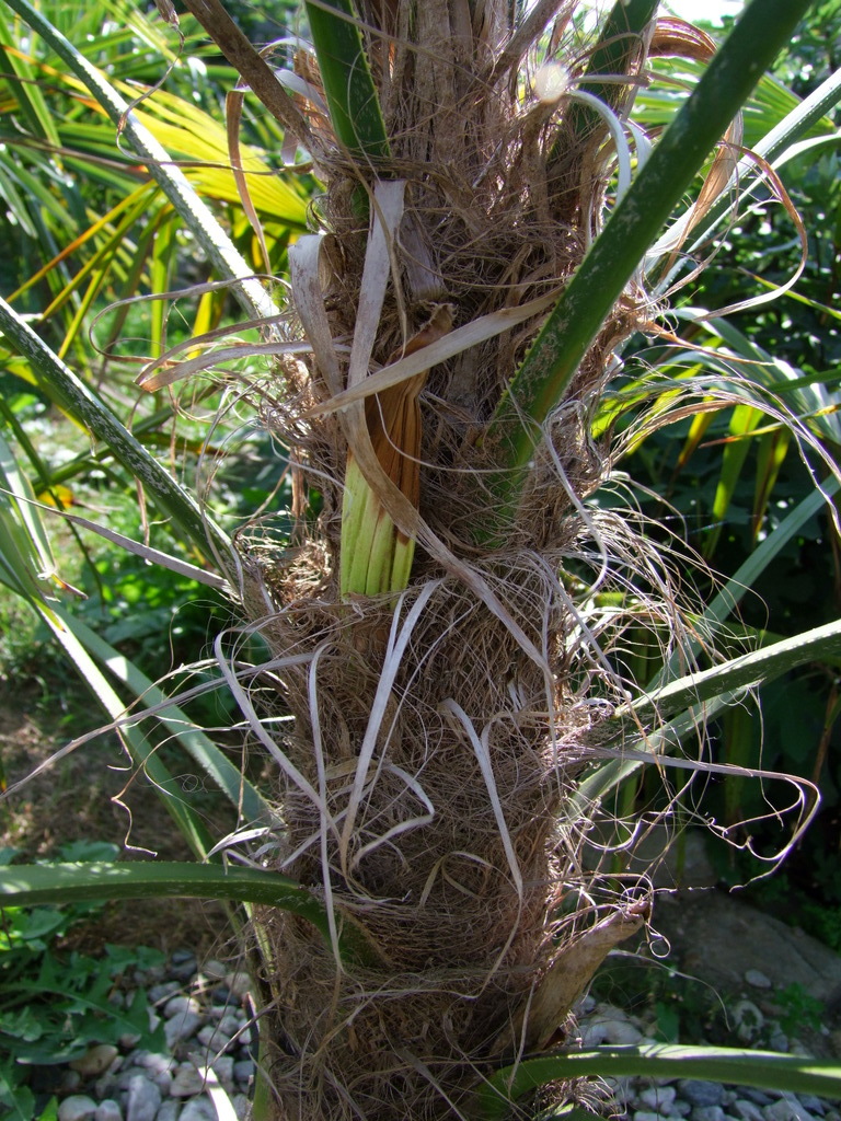 Trachycarpus fortunei  - Stránka 24 DSCF7193