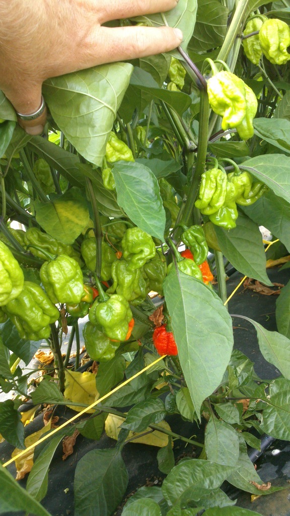 Capsicum - chilli papričky a papriky - Stránka 2 DSC_0228