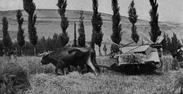 Tractores en fotos de época.  - Página 7 Bueyes_en_la_zona_media_Navarra