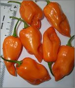 Capsicum - chilli papričky a papriky - Stránka 2 Habanero_orange