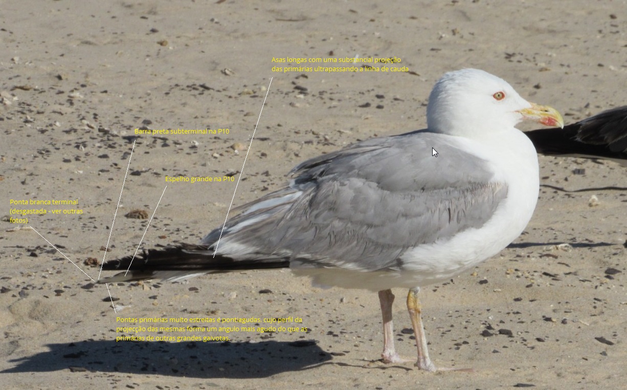 Gaivota-de-patas-amarelas (Larus michahellis) Caracteriza_o_cachinnans_2