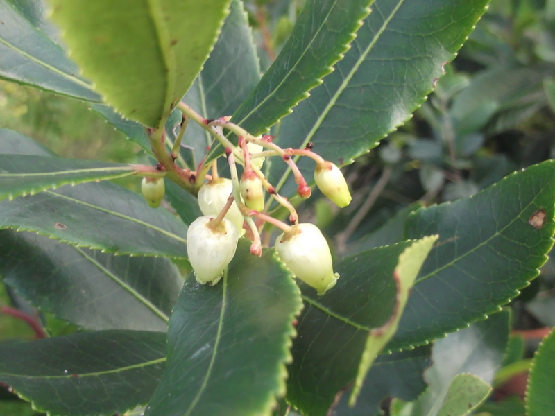 Arbutus unedo - planika obecná DSCF6306