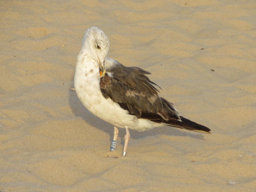 Larus fuscus - anilhas azuis - Dinamarca (Tommy Pedersen) IMG_5685