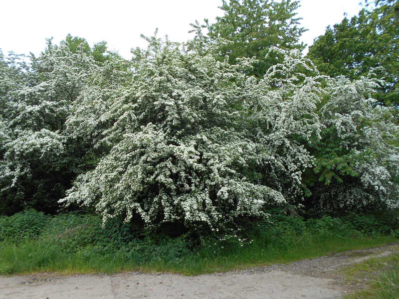 Rod Crataegus - hloh DSCN1325