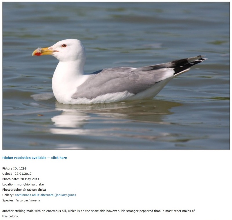 Gaivota-de-patas-amarelas (Larus michahellis) Cach_net_1