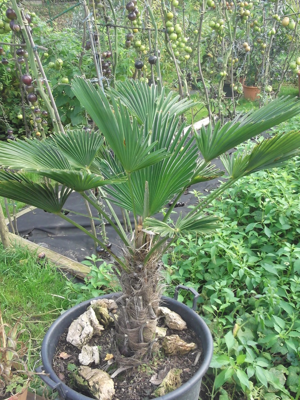 Trachycarpus fortunei var. Wagnerianus DSCF6339