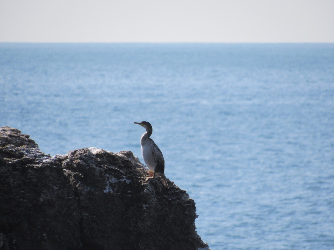 Corvo-marinho-de-crista ou galheta (Phalacrocorax aristotelis) IMG_4565