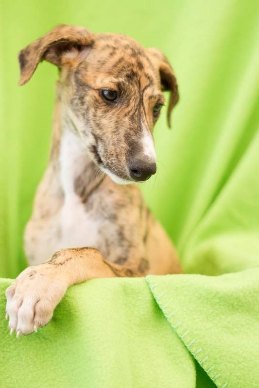 ADOPTADO. KODA. CACHORRITO DE GALGO EN ADOPCION. MADRID. MUY URGENTE. Koda2