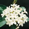 Stephanotis floribunda (Iasomie de Madagascar )