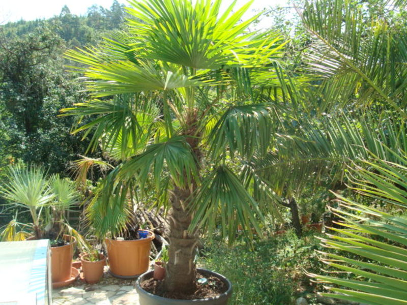 Trachycarpus fortunei  - Stránka 24 DSC04908