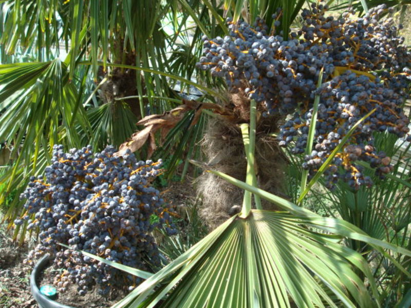 Trachycarpus fortunei  - Stránka 32 DSC08281