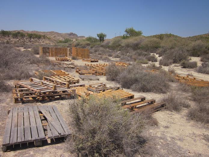 Nueva agresión a los Populus euphratica ( CHOPOS DE ELCHE) Image