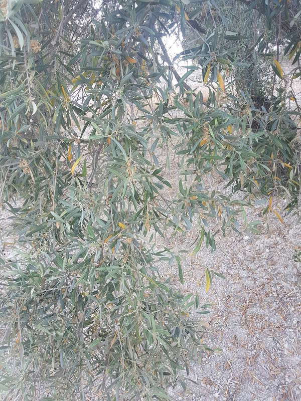 Qué deficiencia tienen estos olivos? (Granada) 20170612