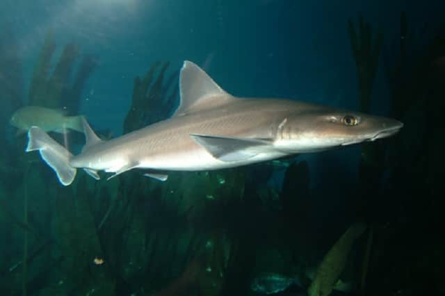 Средиземноморски акули Must_must_national_aquarium