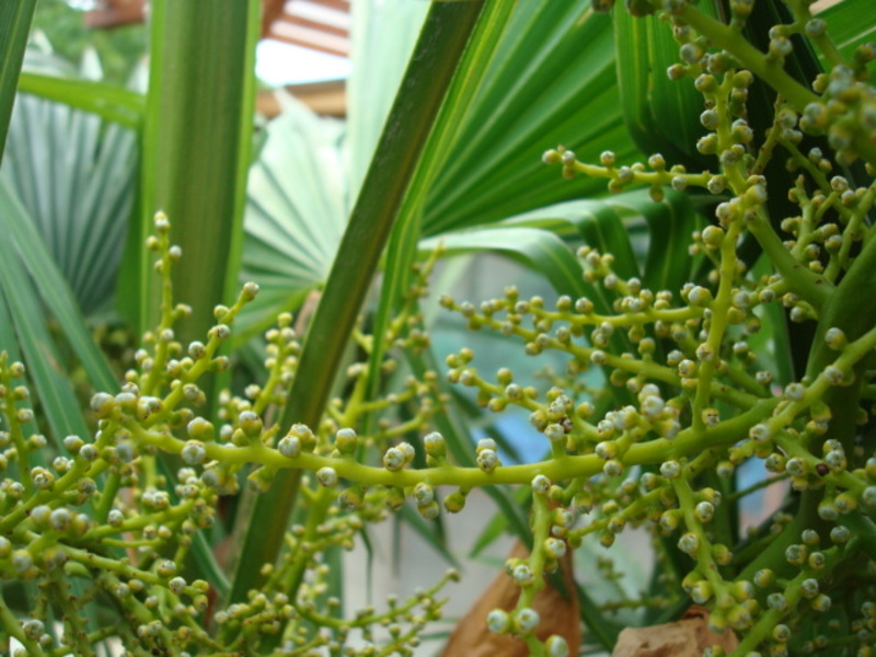 Trachycarpus fortunei  - Stránka 23 DSC02736