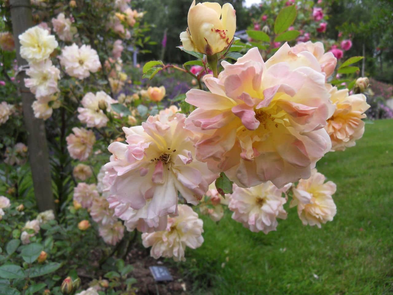 Roses de nos jardins - Page 39 SDC10715