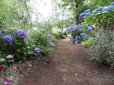 le jardin de danyland - Page 2 10_SDC13918