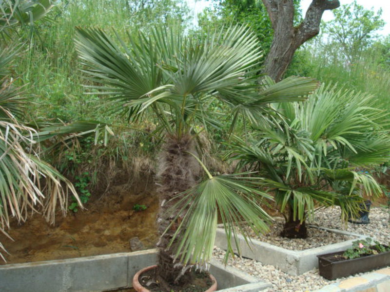 Trachycarpus fortunei  - Stránka 19 DSC09458