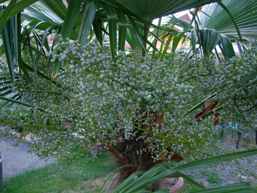 Trachycarpus fortunei  - Stránka 23 DSCF6420