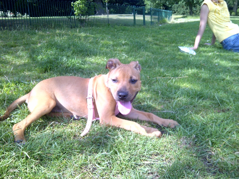 Staffy cross?? Croydon_20130704_00275