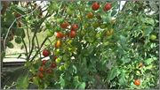 Sortiment cherry rajčat - Stránka 5 WP_20150801_14_45_07_Pro