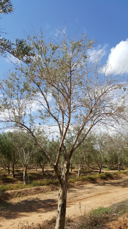 Fotos de carencias de nutrientes - Página 8 5mkccy