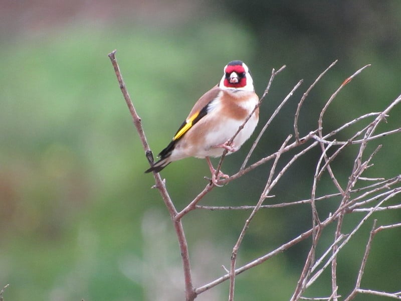 Pintassilgo (Carduelis carduelis) IMG_9083