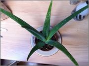 Besoin conceil aloe vera Image