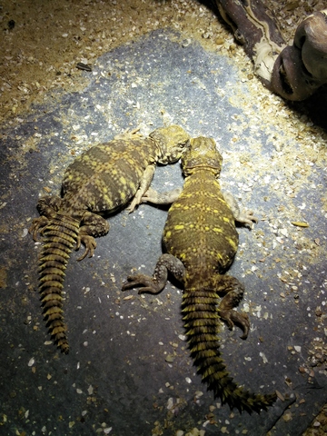 Jeune couple d'uromastyx geyri jaune 2016_02_22_16_19_07