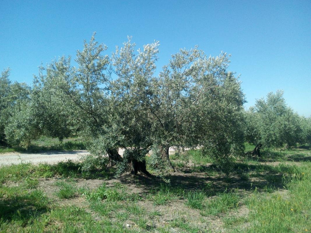 Siega cubierta vegetal (Murcia) Image