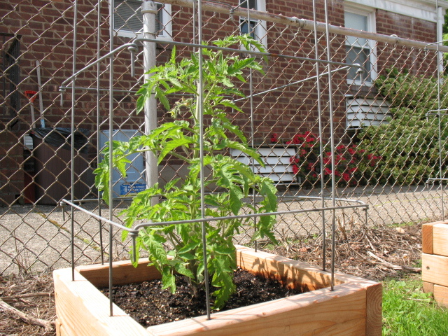 Square Tomato Cages - Page 2 IMG_1088