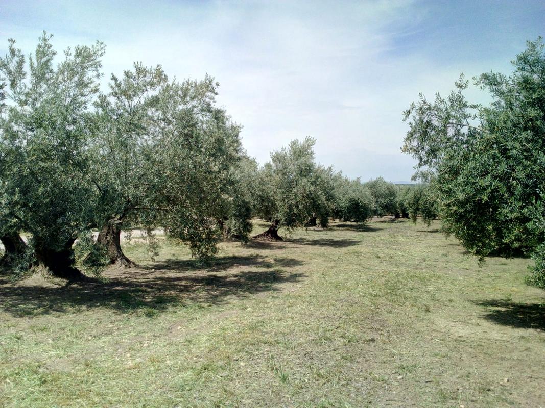 Siega cubierta vegetal (Murcia) Image