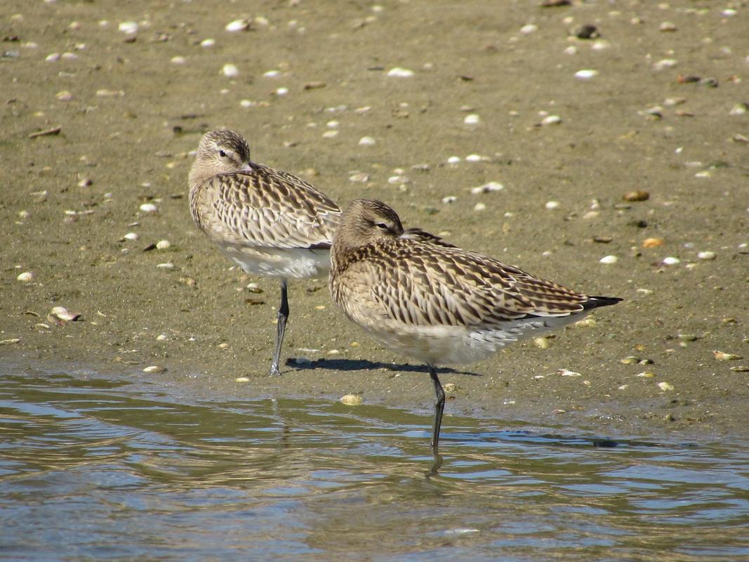 Chalreta ( Limosa lapponica ) IMG_0438