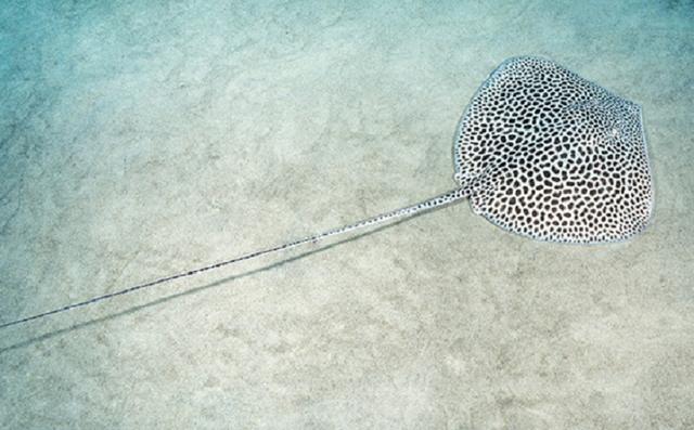 Скатовете  в Средиземно море Reticulate_Whipray_012