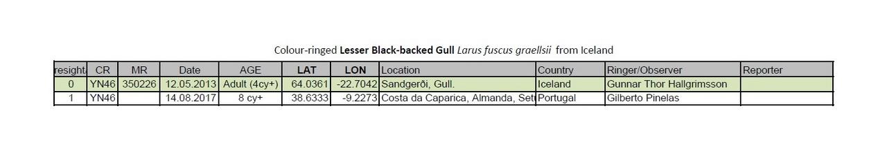 Larus fuscus – anilhas azuis – Islândia (Icelandic Bird Ringing Centre) LBBG_Iceland_YN46.pdf_-_Adobe_Acrobat_Reader_DC