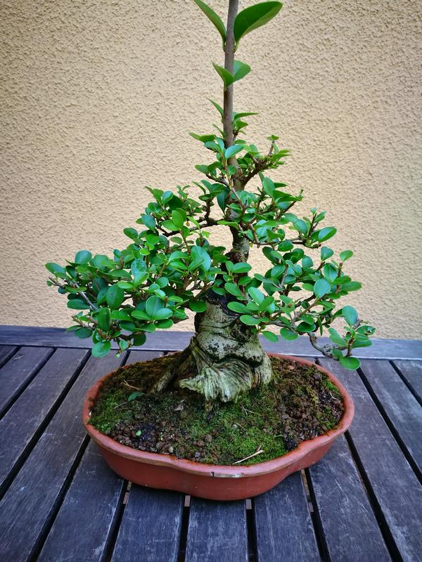 Foto actualizada de "Pandébano" un Ligustrum Vulgare IMG_20170902_124800