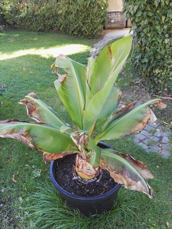 Ensete ventricosum (vč. maurellii) - Stránka 11 IMG_20170905_095209