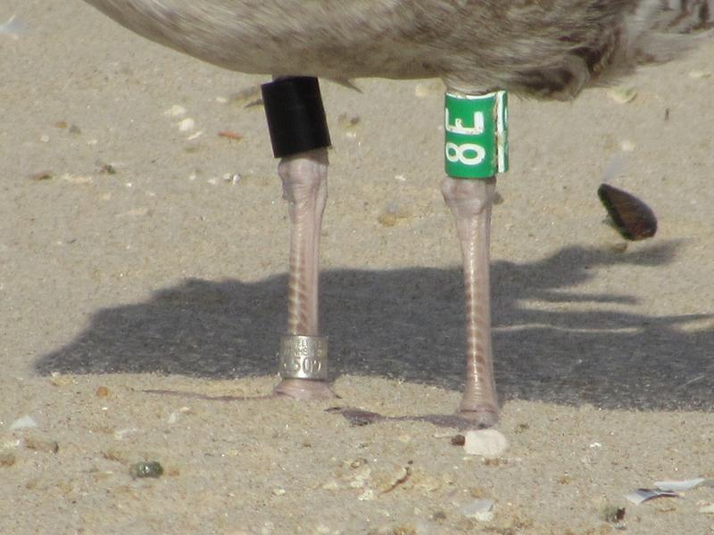 Larus fuscus - anilhas na tíbia, 2 caracteres - Holanda (Roland-Jan Buijs) - Página 3 IMG_1469